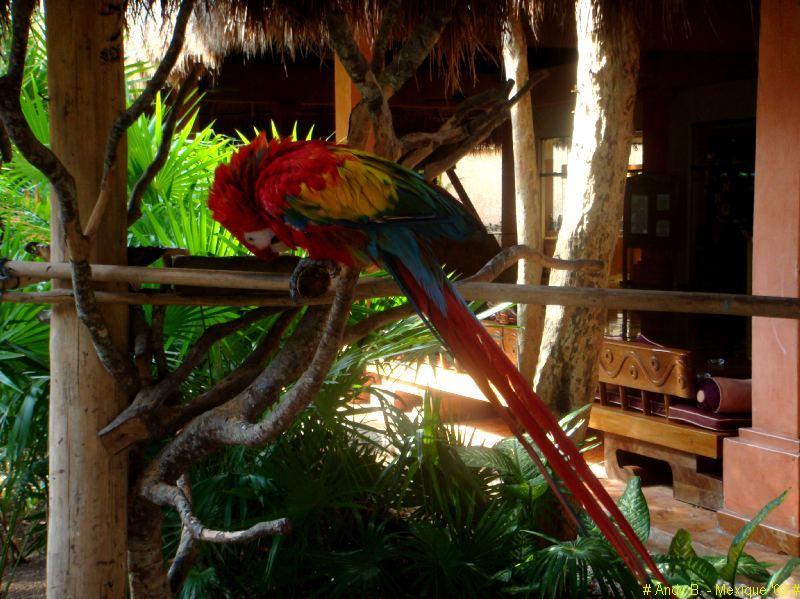 Iberostar Tucan et Quetzal (75).JPG